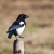 magpie